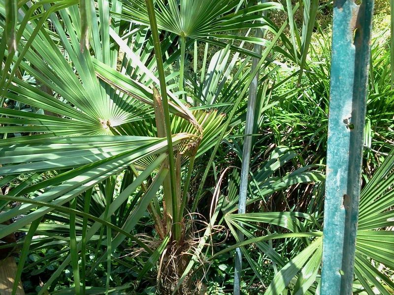 Perishing Sabal Birmingham palm tree and another strange happening on